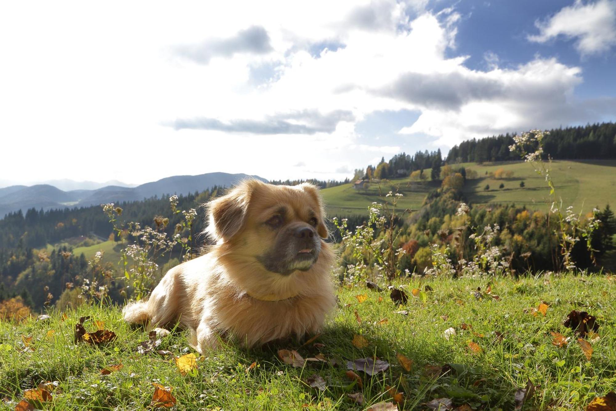 Charming Chalet Rogla Hudinja 外观 照片